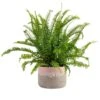 Grower's Choice Fern Indoor Plant In 6 In. Two-Tone Decor Planter, Avg. Shipping Height 1-2 Ft. Tall -ECO PLANTS SHOP costa farms house plants co 6fern 3 2to 64 1000
