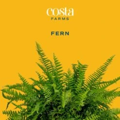 Grower's Choice Fern Indoor Plant In 6 In. Two-Tone Decor Planter, Avg. Shipping Height 1-2 Ft. Tall -ECO PLANTS SHOP costa farms house plants co 6fern 3 2to c3 1000