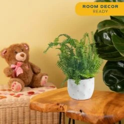 Grower's Choice Fern Indoor Plant In 6 In. Decor Pot, Avg. Shipping Height 1-2 Ft. Tall -ECO PLANTS SHOP costa farms house plants co 6fern 3 hsh 1f 1000