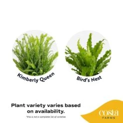 Grower's Choice Fern Indoor Plant In 6 In. Decor Pot, Avg. Shipping Height 1-2 Ft. Tall -ECO PLANTS SHOP costa farms house plants co 6fern 3 hsh 4f 1000