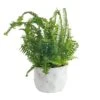 Grower's Choice Fern Indoor Plant In 6 In. Decor Pot, Avg. Shipping Height 1-2 Ft. Tall -ECO PLANTS SHOP costa farms house plants co 6fern 3 hsh 64 1000