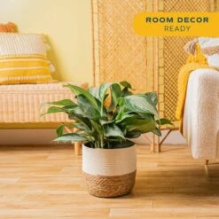 Grower's Choice Aglaonema Indoor Plant In 9.25 In. Decor Basket Pot, Avg. Shipping Height 2-3 Ft. Tall -ECO PLANTS SHOP costa farms house plants co aa10 3 cyl 31 1000