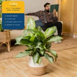 Grower's Choice Aglaonema Indoor Plant In 9.25 In. Decor Basket Pot, Avg. Shipping Height 2-3 Ft. Tall -ECO PLANTS SHOP costa farms house plants co aa10 3 cyl 44 1000