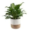 Grower's Choice Aglaonema Indoor Plant In 9.25 In. Decor Basket Pot, Avg. Shipping Height 2-3 Ft. Tall