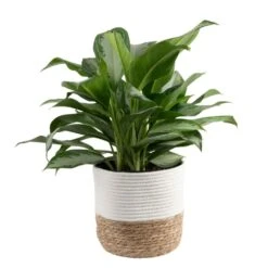 Grower's Choice Aglaonema Indoor Plant In 9.25 In. Decor Basket Pot, Avg. Shipping Height 2-3 Ft. Tall