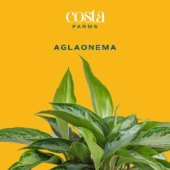 Grower's Choice Aglaonema Indoor Plant In 9.25 In. Decor Basket Pot, Avg. Shipping Height 2-3 Ft. Tall -ECO PLANTS SHOP costa farms house plants co aa10 3 cyl c3 1000