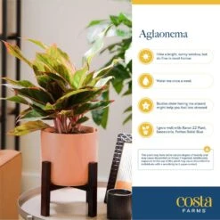 Grower's Choice Aglaonema Indoor Plant In 9.25 In. Decor Basket Pot, Avg. Shipping Height 2-3 Ft. Tall -ECO PLANTS SHOP costa farms house plants co aa10 3 cyl fa 1000