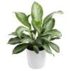 Grower's Choice Aglaonema Indoor Plant In 9.25 In. Decor Planter, Avg. Shipping Height 2-3 Ft. Tall -ECO PLANTS SHOP costa farms house plants co aa10 3 sea 64 1000