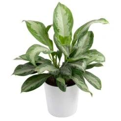 Grower's Choice Aglaonema Indoor Plant In 9.25 In. Decor Planter, Avg. Shipping Height 2-3 Ft. Tall