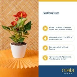 Anthurium Indoor Plant In 4 In. Heart Decor Washable Paper, Average Shipping Height 1-2 Ft. Tall 13 Anthurium Indoor Plant In 4 In. Heart Decor Washable Paper, Average Shipping Height 1-2 Ft. Tall -ECO PLANTS SHOP costa farms house plants co aad04 wht 1f 1000