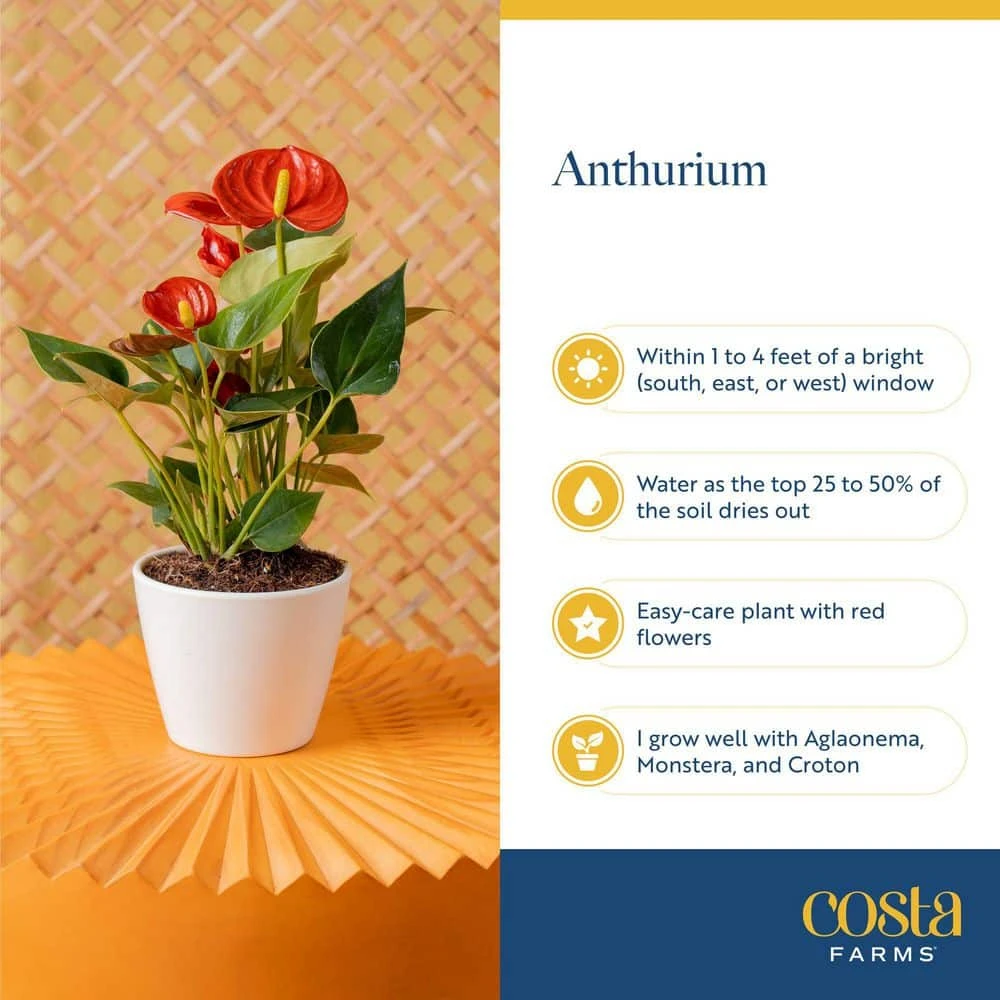 Anthurium Indoor Plant In 4 In. Heart Decor Washable Paper, Average Shipping Height 1-2 Ft. Tall 6 Anthurium Indoor Plant In 4 In. Heart Decor Washable Paper, Average Shipping Height 1-2 Ft. Tall - Image 4
