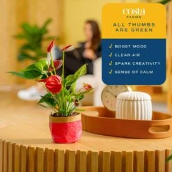 Anthurium Indoor Plant In 4 In. Heart Decor Washable Paper, Average Shipping Height 1-2 Ft. Tall 17 Anthurium Indoor Plant In 4 In. Heart Decor Washable Paper, Average Shipping Height 1-2 Ft. Tall -ECO PLANTS SHOP costa farms house plants co aad04 wht 31 1000