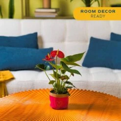 Anthurium Indoor Plant In 4 In. Heart Decor Washable Paper, Average Shipping Height 1-2 Ft. Tall 12 Anthurium Indoor Plant In 4 In. Heart Decor Washable Paper, Average Shipping Height 1-2 Ft. Tall -ECO PLANTS SHOP costa farms house plants co aad04 wht 4f 1000