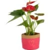 Anthurium Indoor Plant In 4 In. Heart Decor Washable Paper, Average Shipping Height 1-2 Ft. Tall -ECO PLANTS SHOP costa farms house plants co aad04 wht 64 1000