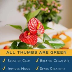 Blooming Anthurium Indoor Plant In 4 In. White Decor Pot, Avg. Shipping Height 1-2 Ft. Tall -ECO PLANTS SHOP costa farms house plants co aad04sch 4f 1000