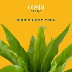 Bird's Nest Fern Indoor Plant In 6 In. Self-Watering Decor Pot, Avg. Shipping Height 1-2 Ft. Tall -ECO PLANTS SHOP costa farms house plants co adh7 3 cyl c3 1000