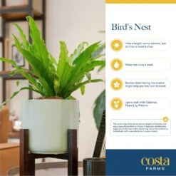 Bird's Nest Fern Indoor Plant In 6 In. Self-Watering Decor Pot, Avg. Shipping Height 1-2 Ft. Tall -ECO PLANTS SHOP costa farms house plants co adh7 3 cyl fa 1000