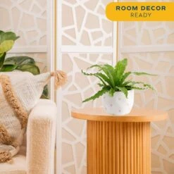 Bird's Nest Fern Indoor Plant In 6 In. Decor Pot, Avg. Shipping Height 1-2 Ft. Tall -ECO PLANTS SHOP costa farms house plants co adh7 3 hsh 1f 1000