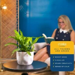 Bird's Nest Fern Indoor Plant In 6 In. Decor Pot, Avg. Shipping Height 1-2 Ft. Tall -ECO PLANTS SHOP costa farms house plants co adh7 3 hsh 4f 1000