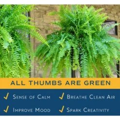 Boston Fern Indoor/Outdoor Plant In 10 In. Hanging Grower's Pot, Avg. Shipping Height 1-2 Ft. Tall (2-Pack) -ECO PLANTS SHOP costa farms house plants co bf10 pk2 31 1000