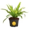 Bird's Nest Fern Indoor Plant In 6 In. Grower Pot, Avg. Shipping Height 1-2 Ft. Tall -ECO PLANTS SHOP costa farms house plants co brdfern 3 gp 64 1000