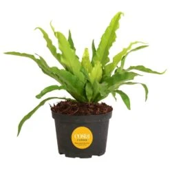 Bird's Nest Fern Indoor Plant In 6 In. Grower Pot, Avg. Shipping Height 1-2 Ft. Tall