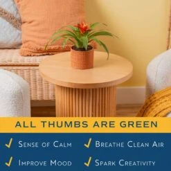 Grower's Choice Bromeliad Indoor Plant In 4 In. Home Sweet Home Ceramic Planter, Avg. Shipping Height 1-2 Ft. Tall -ECO PLANTS SHOP costa farms house plants co bro4gp 3 hsh 1f 1000