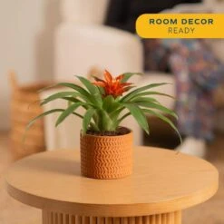 Grower's Choice Bromeliad Indoor Plant In 4 In. Home Sweet Home Ceramic Planter, Avg. Shipping Height 1-2 Ft. Tall -ECO PLANTS SHOP costa farms house plants co bro4gp 3 hsh 4f 1000