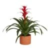 Grower's Choice Bromeliad Indoor Plant In 4 In. Home Sweet Home Ceramic Planter, Avg. Shipping Height 1-2 Ft. Tall