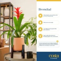 Grower's Choice Bromeliad Indoor Plant In 4 In. Home Sweet Home Ceramic Planter, Avg. Shipping Height 1-2 Ft. Tall -ECO PLANTS SHOP costa farms house plants co bro4gp 3 hsh fa 1000