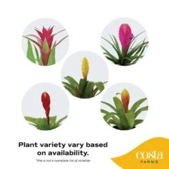 Grower's Choice Bromeliad Indoor Plant In 6 In. Self-Watering Decor Pot, Average Shipping Height 1-2 Ft. Tall -ECO PLANTS SHOP costa farms house plants co bro6gp 3 bam 1f 1000