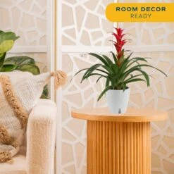 Grower's Choice Bromeliad Indoor Plant In 6 In. Self-Watering Decor Pot, Average Shipping Height 1-2 Ft. Tall -ECO PLANTS SHOP costa farms house plants co bro6gp 3 bam 44 1000