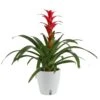 Grower's Choice Bromeliad Indoor Plant In 6 In. Self-Watering Decor Pot, Average Shipping Height 1-2 Ft. Tall -ECO PLANTS SHOP costa farms house plants co bro6gp 3 bam 64 1000