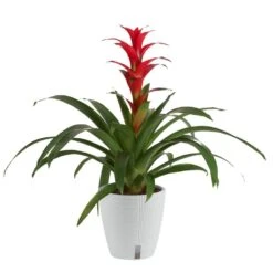 Grower's Choice Bromeliad Indoor Plant In 6 In. Self-Watering Decor Pot, Average Shipping Height 1-2 Ft. Tall