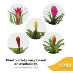 Grower's Choice Bromeliad Indoor Plant In 6 In. Grower Pot, Avg. Shipping Height 1-2 Ft. Tall (2-Pack) -ECO PLANTS SHOP costa farms house plants co bro6gp2pk 1f 1000