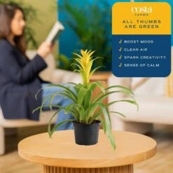 Grower's Choice Bromeliad Indoor Plant In 6 In. Grower Pot, Avg. Shipping Height 1-2 Ft. Tall (2-Pack) -ECO PLANTS SHOP costa farms house plants co bro6gp2pk 44 1000