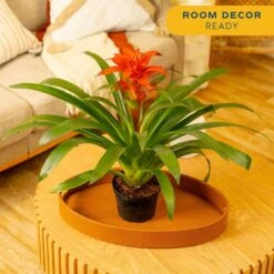 Grower's Choice Bromeliad Indoor Plant In 6 In. Grower Pot, Avg. Shipping Height 1-2 Ft. Tall (2-Pack) -ECO PLANTS SHOP costa farms house plants co bro6gp2pk 4f 1000