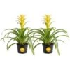 Grower's Choice Bromeliad Indoor Plant In 6 In. Grower Pot, Avg. Shipping Height 1-2 Ft. Tall (2-Pack)