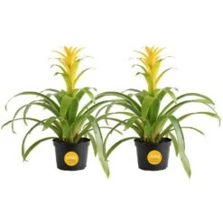 Grower's Choice Bromeliad Indoor Plant In 6 In. Grower Pot, Avg. Shipping Height 1-2 Ft. Tall (2-Pack)
