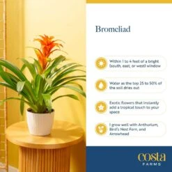 Grower's Choice Bromeliad Indoor Plant In 6 In. Grower Pot, Avg. Shipping Height 1-2 Ft. Tall (2-Pack) -ECO PLANTS SHOP costa farms house plants co bro6gp2pk fa 1000