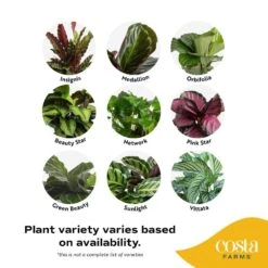 Grower's Choice Calathea Indoor Plant In 6 In. Self-Watering Decor Pot, Avg. Shipping Height 10 In. Tall -ECO PLANTS SHOP costa farms house plants co cmd07 3 cyl 1f 1000