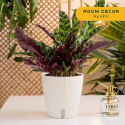Grower's Choice Calathea Indoor Plant In 6 In. Self-Watering Decor Pot, Avg. Shipping Height 10 In. Tall -ECO PLANTS SHOP costa farms house plants co cmd07 3 cyl 4f 1000