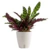 Grower's Choice Calathea Indoor Plant In 6 In. Self-Watering Decor Pot, Avg. Shipping Height 10 In. Tall -ECO PLANTS SHOP costa farms house plants co cmd07 3 cyl 64 1000