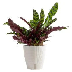Grower's Choice Calathea Indoor Plant In 6 In. Self-Watering Decor Pot, Avg. Shipping Height 10 In. Tall