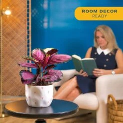 Grower's Choice Calathea Indoor Plant In 6 In. Decor Planter, Average Shipping Height 10 In. Tall -ECO PLANTS SHOP costa farms house plants co cmd07 3 hsh 4f 1000