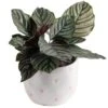 Grower's Choice Calathea Indoor Plant In 6 In. Decor Planter, Average Shipping Height 10 In. Tall -ECO PLANTS SHOP costa farms house plants co cmd07 3 hsh 64 1000