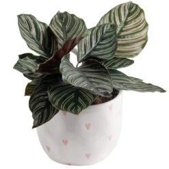 Grower's Choice Calathea Indoor Plant In 6 In. Decor Planter, Average Shipping Height 10 In. Tall