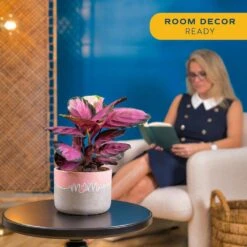 Grower's Choice Calathea Indoor Plant In 6 In. Decor Pot, Avg. Shipping Height 10 In. Tall -ECO PLANTS SHOP costa farms house plants co cmd07 3 sch 4f 1000