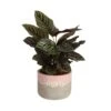 Grower's Choice Calathea Indoor Plant In 6 In. Decor Pot, Avg. Shipping Height 10 In. Tall -ECO PLANTS SHOP costa farms house plants co cmd07 3 sch 64 1000