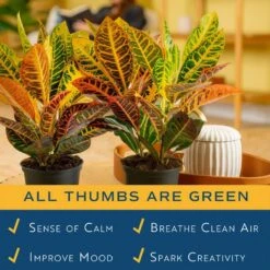 Croton Petra Indoor Plant In Grower's Pot, Average Shipping Height 1-2 Ft. Tall (2-Pack) -ECO PLANTS SHOP costa farms house plants co cp06 3 2pk 31 1000